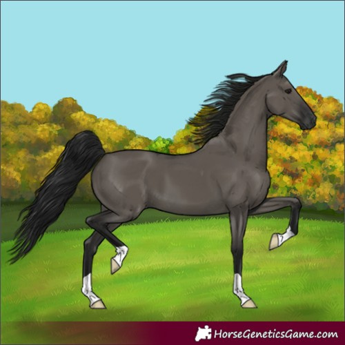 Horse Color:Unknown 