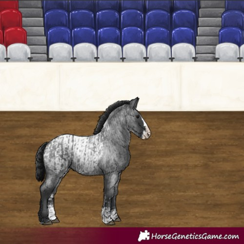 Horse Color:Blue Roan Sabino Splash and Blue Roan Sabino Splash Blanket