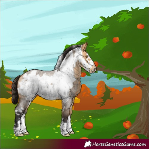 Horse Color:Buckskin Roan Frame