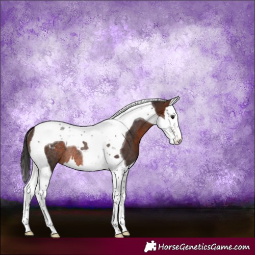 Horse Color:Bay Splash Tobiano Varnish Rabicano
