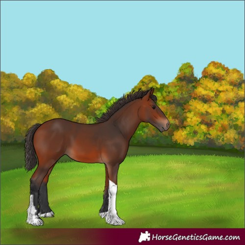Horse Color:Bay Tobiano 