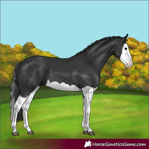 Horse Color:Unknown 