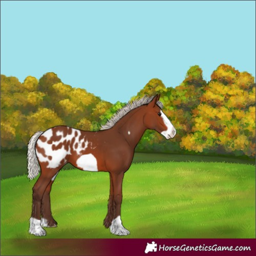 Horse Color:Silver Brown Frame Blanket 