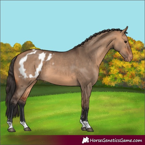 Horse Color:Bay Dun  and Bay Dun Blanket 