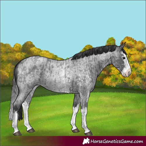 Horse Color:Blue Roan Sabino Splash  and Blue Roan Sabino Splash 