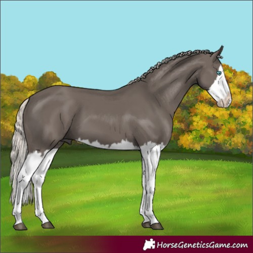 Horse Color:Silver Black Splash