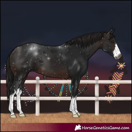 Horse Color:Gray White Spotted Bay 
