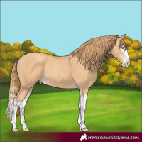 Horse Color:Gold Champagne Splash 