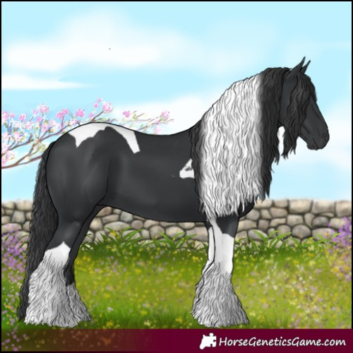 Horse Color:Black Tobiano