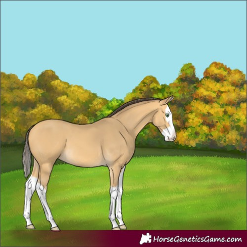 Horse Color:Amber Cream Champagne Splash 
