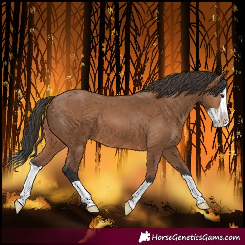 Horse Color:Bay Splash 