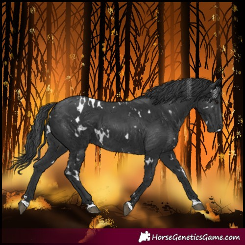 Horse Color:White Spotted Black