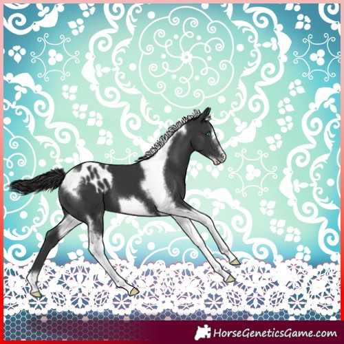 Horse Color:Black Tobiano Frame Skewed LP Spotted 