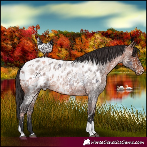 Horse Color:Bay Roan Tobiano Blanket 
