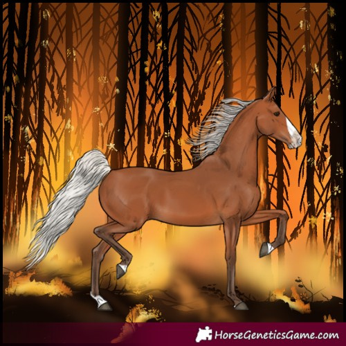 Horse Color:Silver Bay Splash 