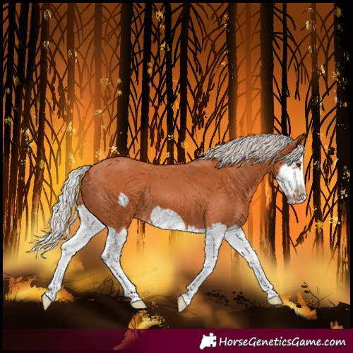 Horse Color:Silver Bay Splash Frame 