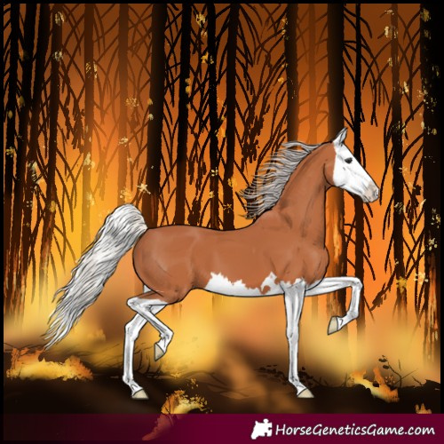 Horse Color:Silver Bay Splash
