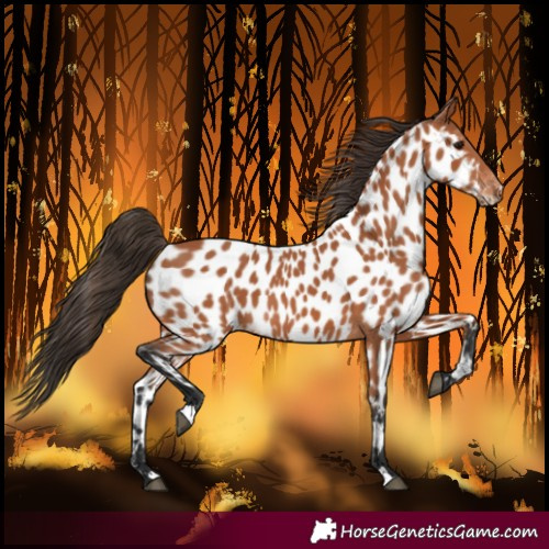 Horse Color:Bay Near Leopard