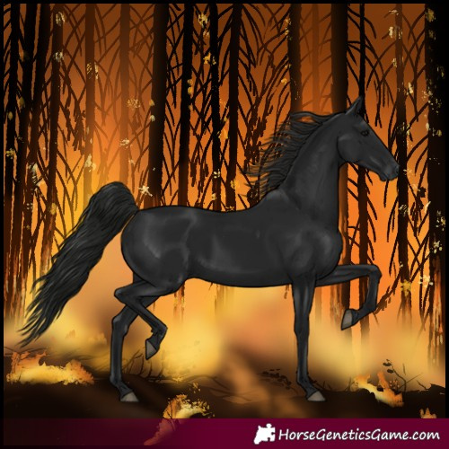 Horse Color:Gray Black 