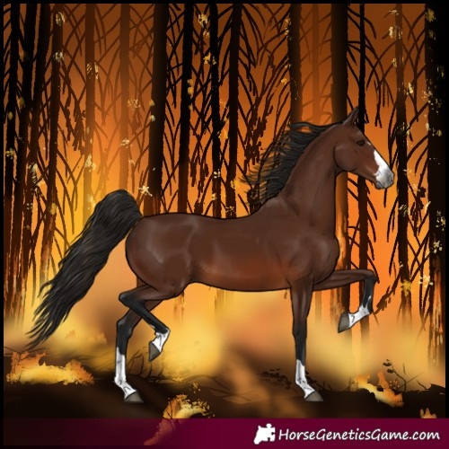 Horse Color:Gray Bay