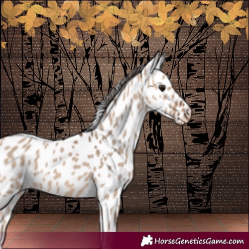 Horse Color:Bay Dun Near Leopard