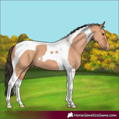 Horse Color:Bay Dun Tobiano 