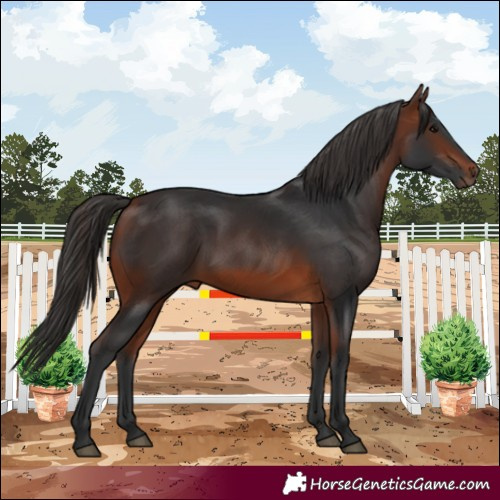 Horse Color:Bay 