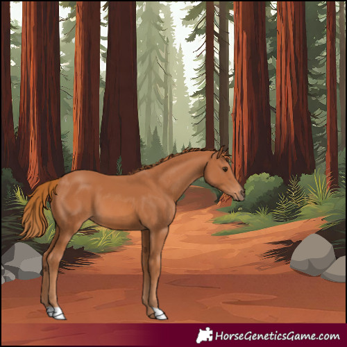 Horse Color:Chestnut 