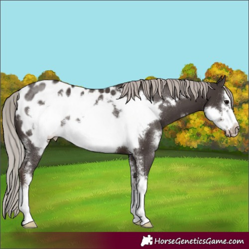 Horse Color:Silver Black Sabino Frame Blanket Rabicano