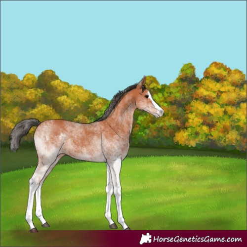 Horse Color:White Spotted Bay Splash 