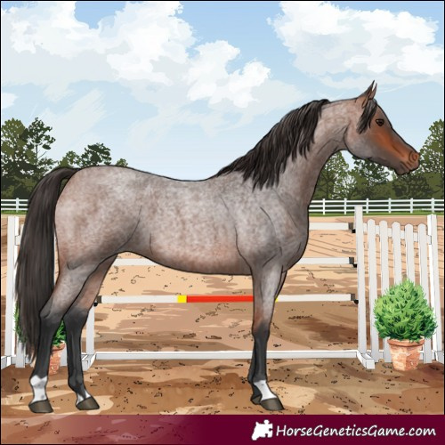 Horse Color:Bay Roan 