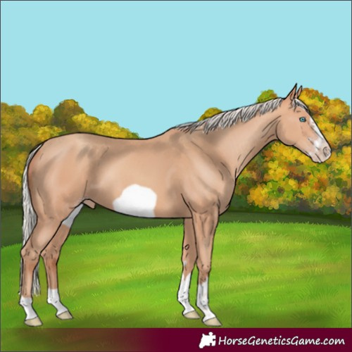 Horse Color:Silver Amber Champagne Frame
