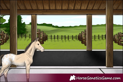 Horse Color:Buckskin Blanket 