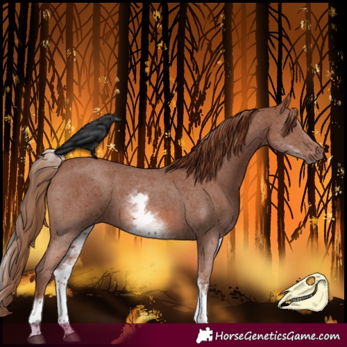 Horse Color:White Spotted Chestnut Sabino