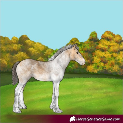 Horse Color:White Spotted Buckskin