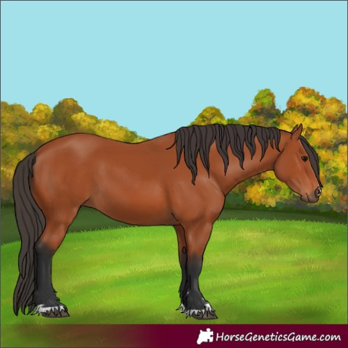Horse Color:Bay 