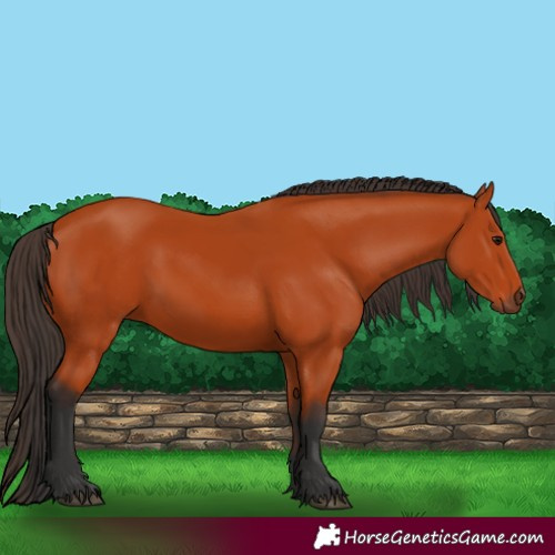 Horse Color:Bay 
