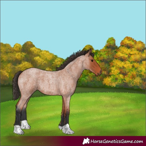 Horse Color:Bay Roan
