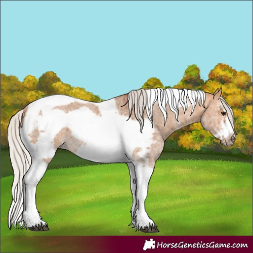 Horse Color:Silver Bay Dun Sabino Tobiano Frame Rabicano