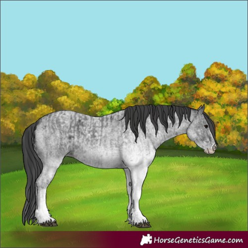 Horse Color:White Spotted Blue Roan Rabicano and White Spotted Blue Roan Rabicano