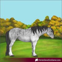 Horse Color:White Spotted Blue Roan Rabicano  and White Spotted Blue Roan Rabicano 