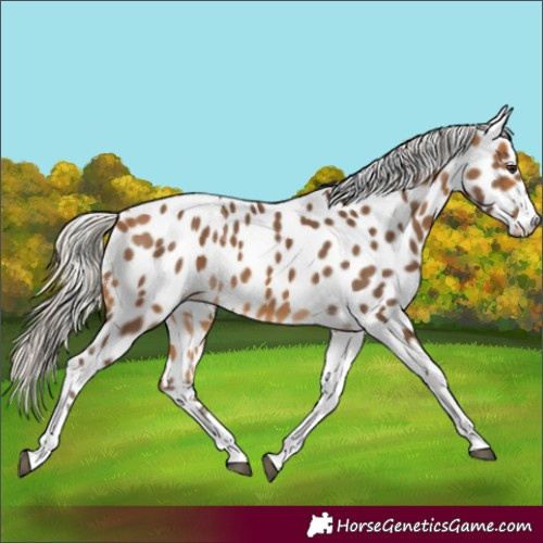 Horse Color:Silver Buckskin Tobiano Near Leopard
