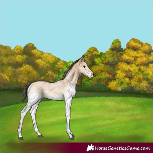 Horse Color:White Spotted Bay Dun Rabicano 