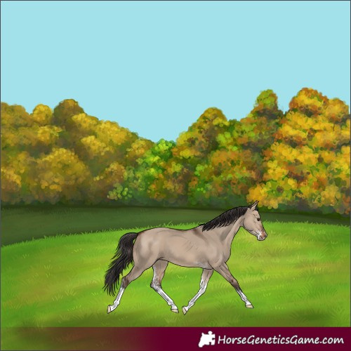 Horse Color:Brown Dun Sabino