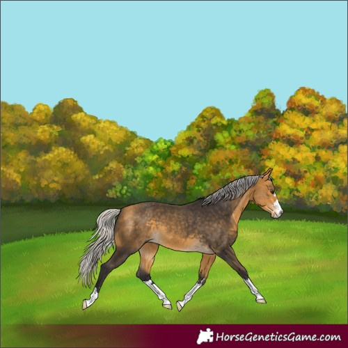 Horse Color:Silver Buckskin