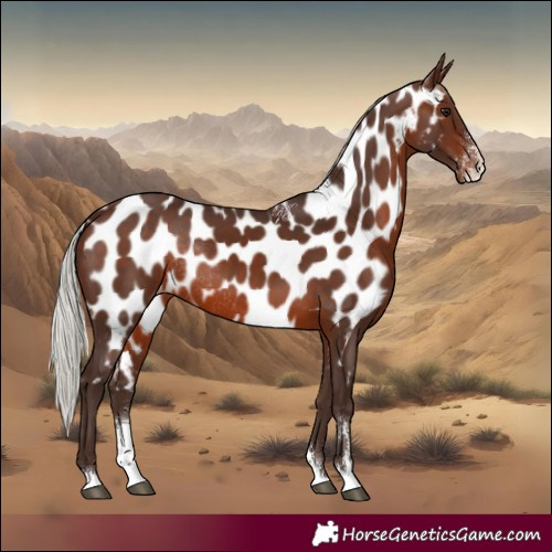 Horse Color:Silver Brown Sabino Near Leopard Rabicano 
