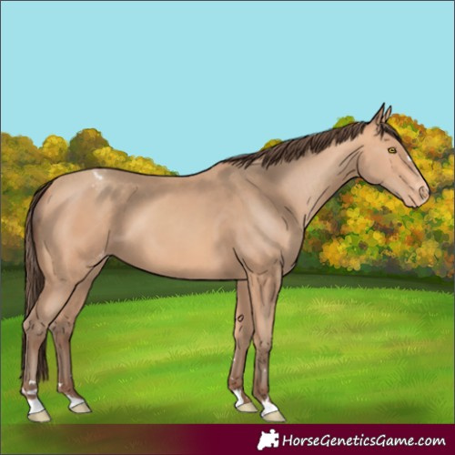 Horse Color:Amber Champagne Varnish 