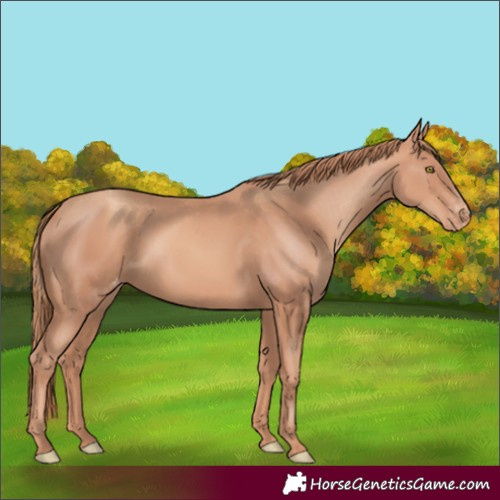 Horse Color:Unknown 