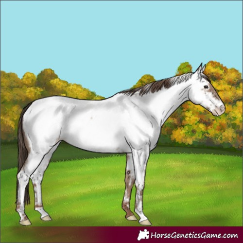 Horse Color:Classic Champagne Roan Fewspot 