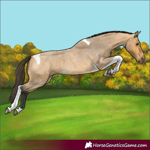 Horse Color:Buckskin Roan Tobiano 
